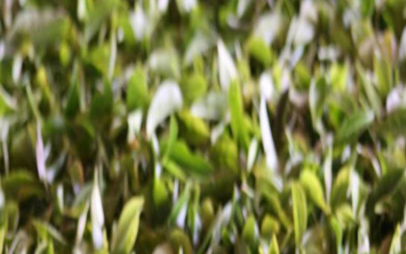 峨蕊茶属于什么茶，峨蕊茶属于什么茶类