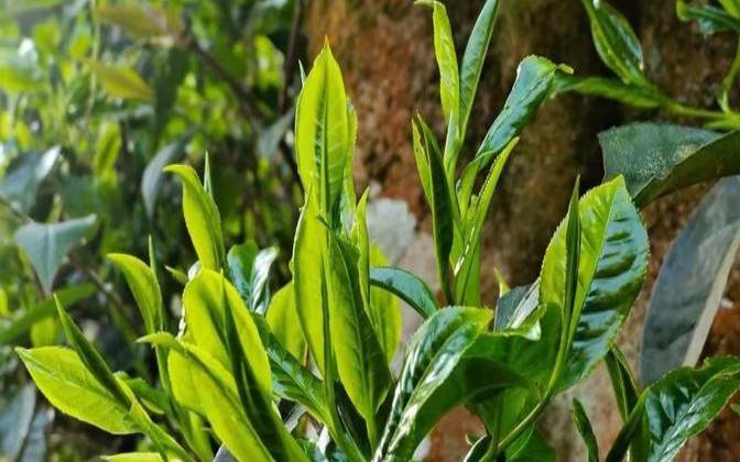 冰岛茶和昔归茶有什么区别,冰岛昔归茶业有限公司 冰岛茶和昔归茶有什么区别,冰岛昔归茶业有限公司