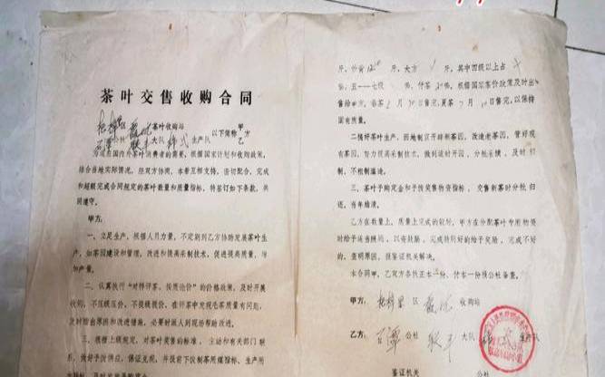 茶叶基地合作协议合同范本,100亩茶叶一年能赚多少