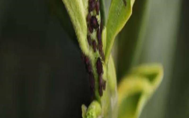茶叶蚜虫防治,茶叶蚜虫用什么农药防治 茶叶蚜虫防治,茶叶蚜虫用什么农药防治