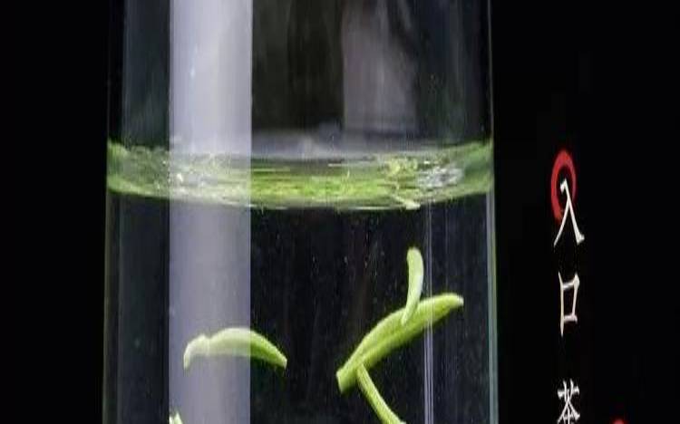 六月份的茶叶,毛尖新茶一般几月份