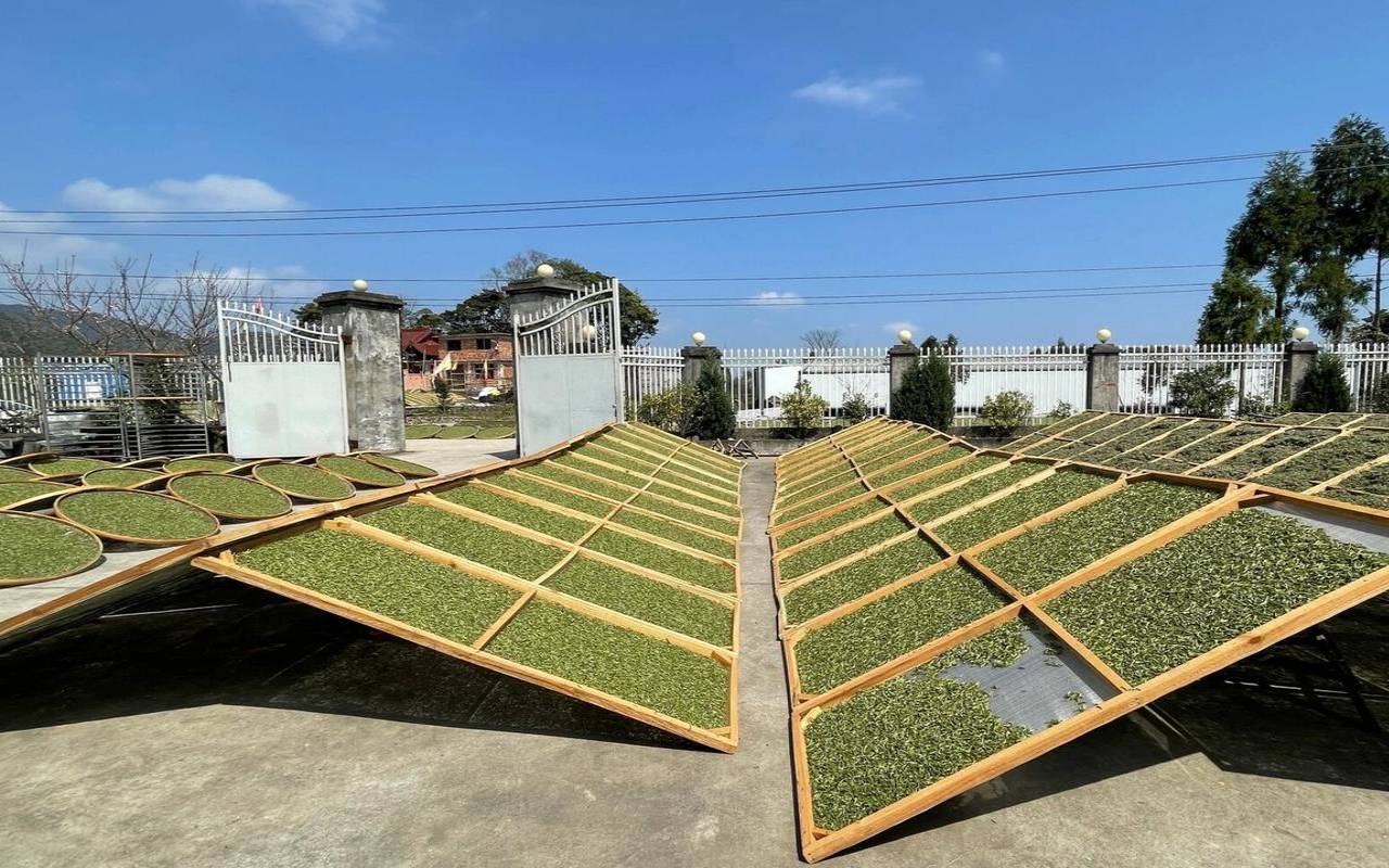茶的萎凋工艺有哪些,白茶萎凋技术