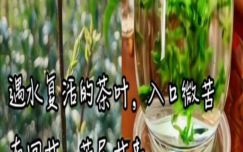 遇水复活的茶叶,剩茶叶水的妙用 遇水复活的茶叶,剩茶叶水的妙用