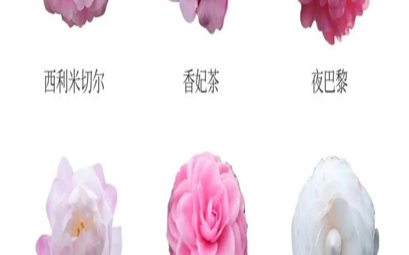 茶花品种有多少种,茶花的花能泡茶喝吗