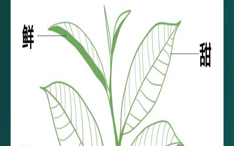 茶叶苦涩味是什么成分,茶叶苦涩是好还是不好