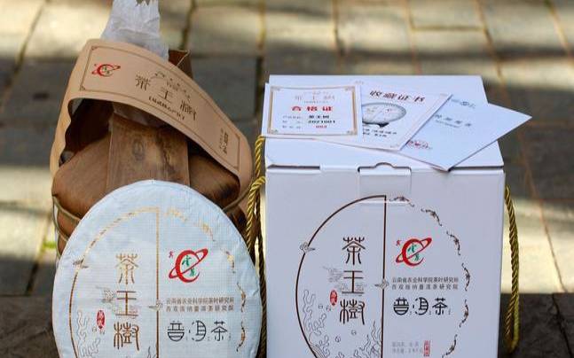 茶王树普洱茶是哪里的,七子饼属于什么茶