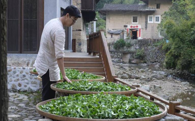 长沙河西园茶,青普茶属于什么茶