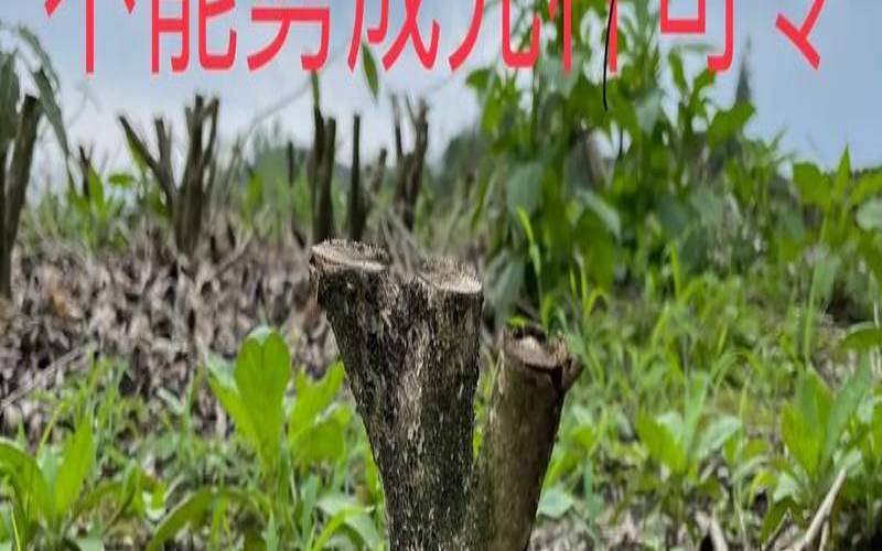 茶树的修剪方法，茶树的修剪五种方法