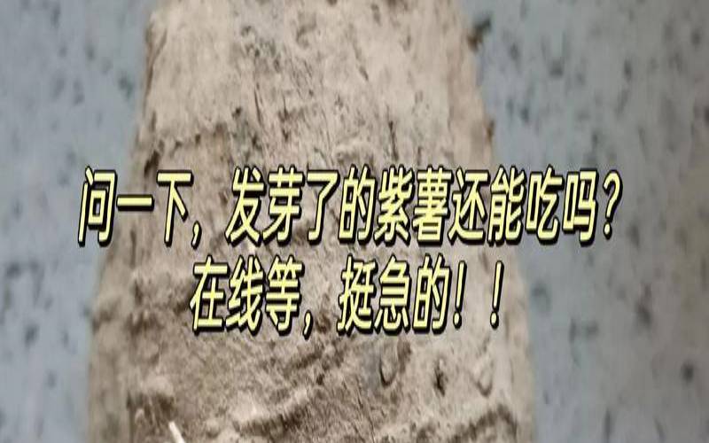 紫薯发芽能吃吗百度,紫薯伤肾还是补肾