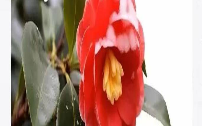 春天茶花怎么养护,茶花诗句经典名句 春天茶花怎么养护,茶花诗句经典名句