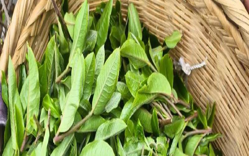 普洱茶芽尖好吗,普洱紫芽茶属于什么茶 普洱茶芽尖好吗,普洱紫芽茶属于什么茶