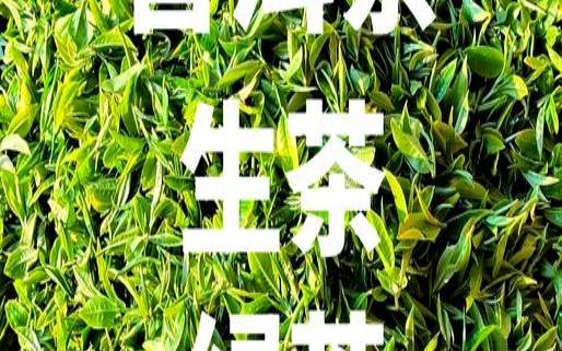 普洱生茶是青茶还是绿茶,生普洱茶和绿茶哪个好