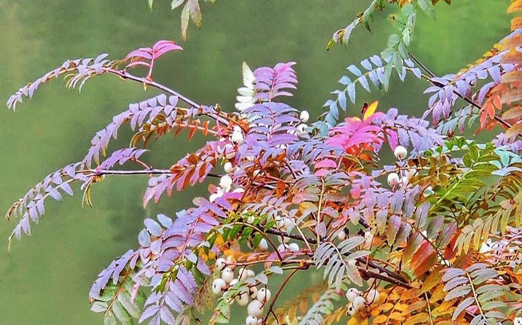 树叶最茂密的一面是什么面