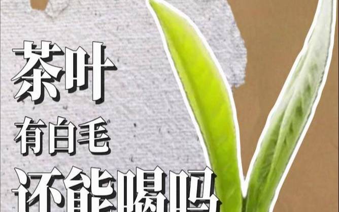 茶叶长毛什么样子,茶叶表面有一层絮状毛毛