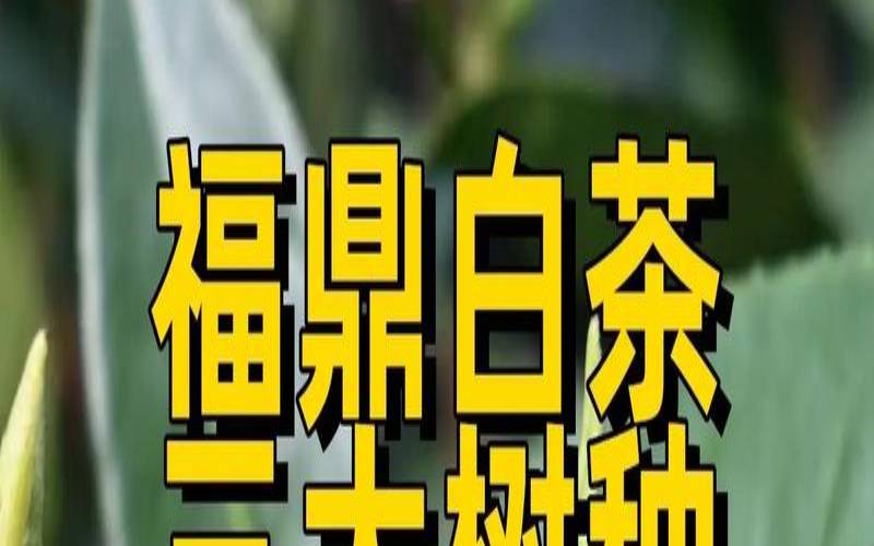 福鼎白茶树龄有多大的,福鼎白茶的原料是什么茶树 福鼎白茶树龄有多大的,福鼎白茶的原料是什么茶树