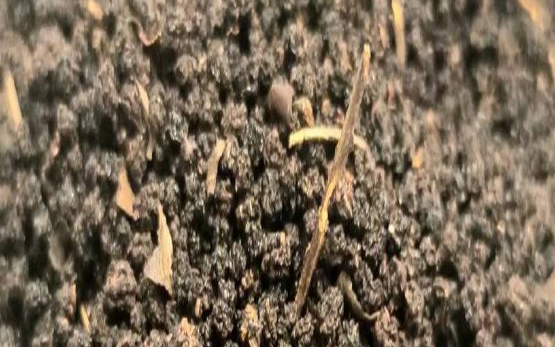 什么是虫屎茶有什么功效,虫屎茶多少钱一斤