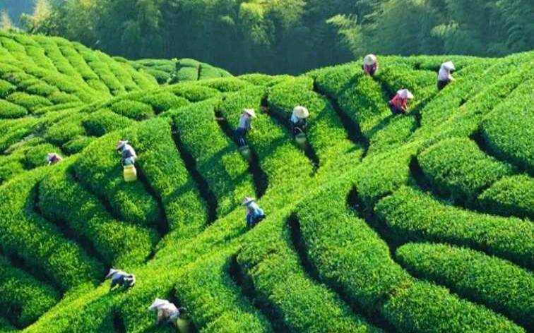 茶叶种植在什么地区,茶叶种植技术 茶叶种植在什么地区,茶叶种植技术