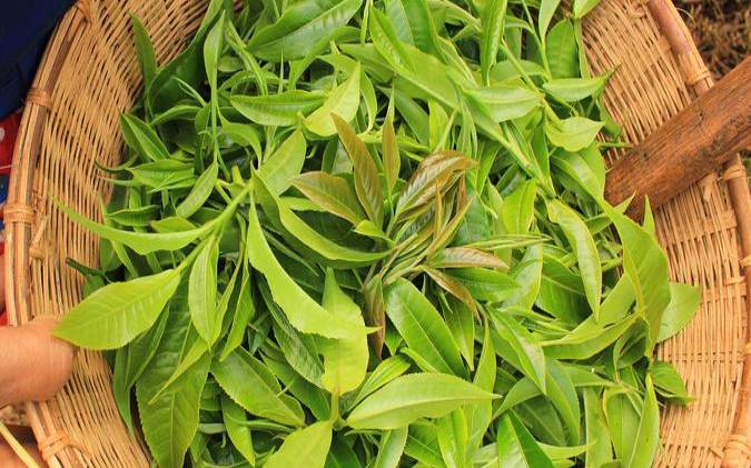 对于干净的茶品只需二三日即可,什么茶叫绿茶 对于干净的茶品只需二三日即可,什么茶叫绿茶