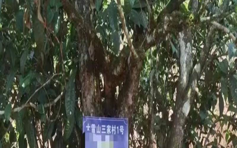 什么是单株古树普洱茶，古树单株茶的特征口感