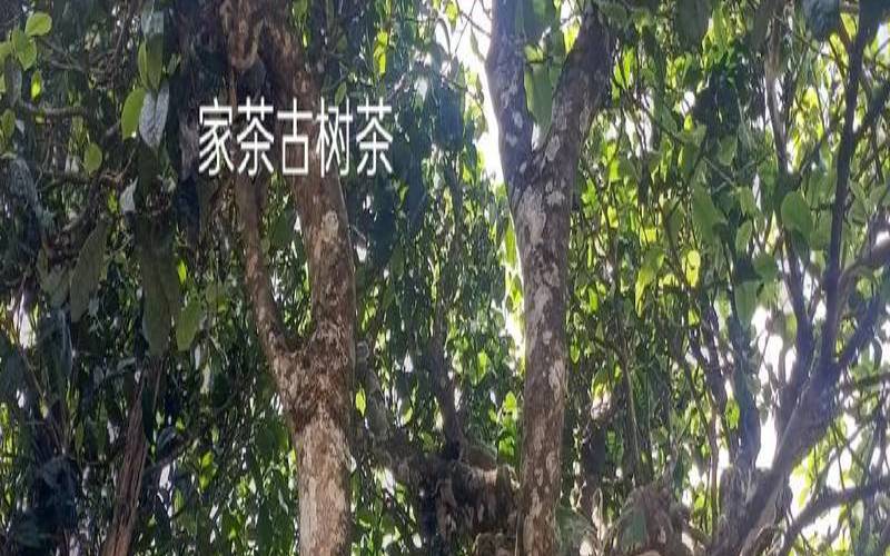 野生茶和普通茶的区别图片,野生茶有什么特点