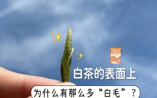 白茶和毛尖的区别是什么,白茶和毛尖哪个好 白茶和毛尖的区别是什么,白茶和毛尖哪个好