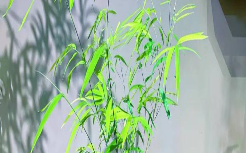 茶室摆放什么大型植物,茶室放什么植物招财 茶室摆放什么大型植物,茶室放什么植物招财