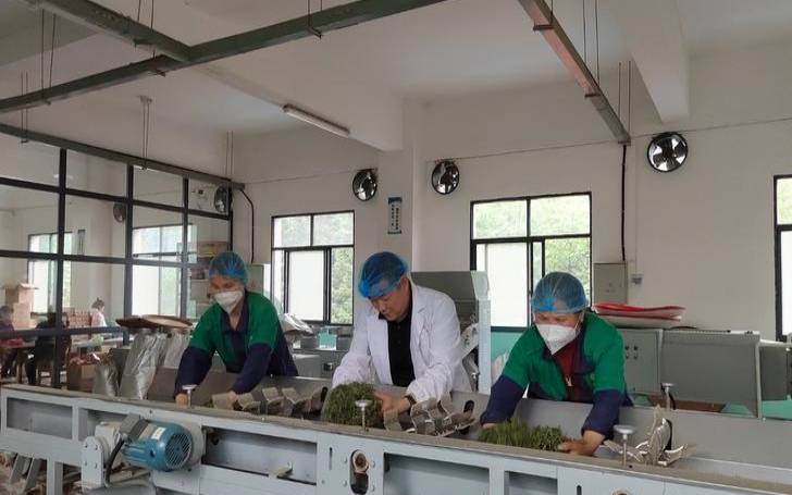 安化莲花山茶厂怎么样,安化黑茶哪个茶厂的好 安化莲花山茶厂怎么样,安化黑茶哪个茶厂的好