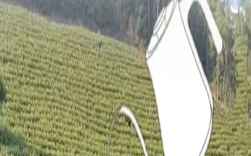 能用手直接拿茶叶吗,泡茶第一道茶要倒掉吗 能用手直接拿茶叶吗,泡茶第一道茶要倒掉吗