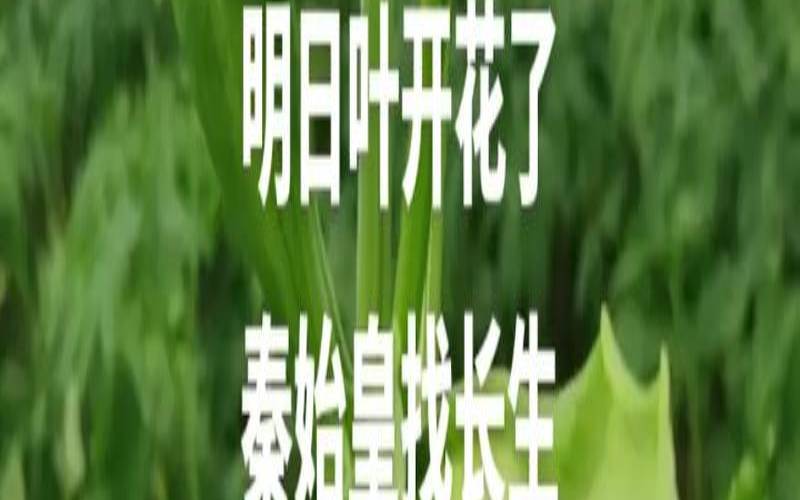 明日叶的药用价值,明日叶功效与用法 明日叶的药用价值,明日叶功效与用法