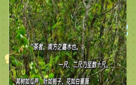 茶树按树形分类分为,茶树怎么种植 茶树按树形分类分为,茶树怎么种植