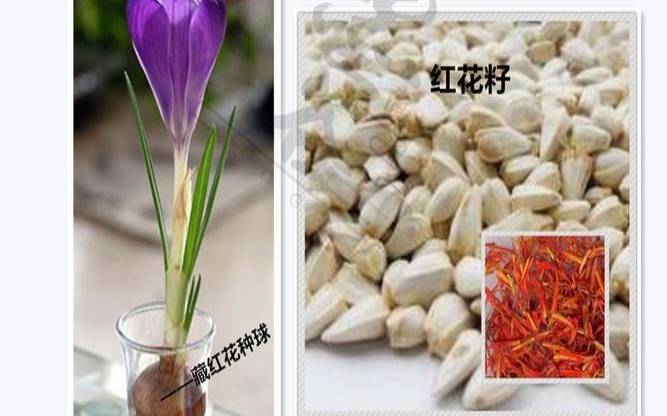 藏红花种植一亩利润有多少,红花与藏红花有什么区别
