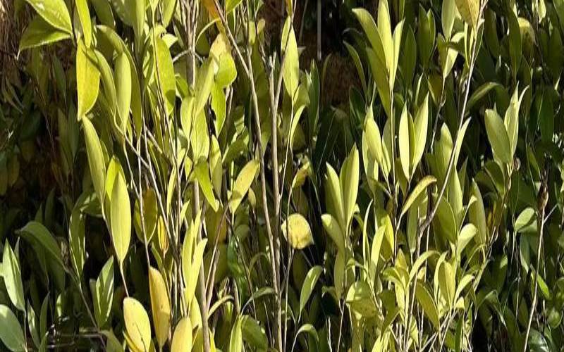 种植油茶国家补贴标准,油茶山一亩国家补贴多少