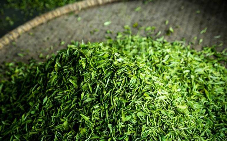 广西最好的茶叶,广西名茶有哪些