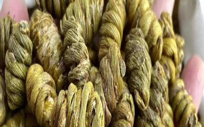 铁皮枫斗不适合哪些人,六种人不能吃石斛 铁皮枫斗不适合哪些人,六种人不能吃石斛