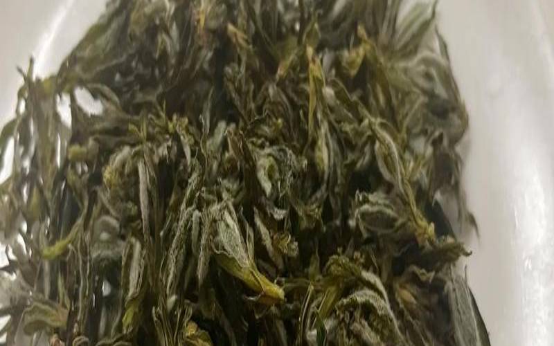 有高血压人喝什么茶叶,喝茶叶影响血压吗 有高血压人喝什么茶叶,喝茶叶影响血压吗