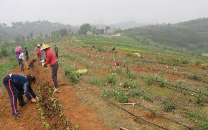 茶叶树栽培技术,茶树怎样管理才能高产 茶叶树栽培技术,茶树怎样管理才能高产