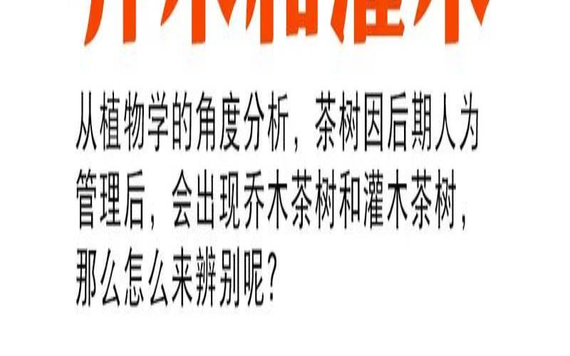 普洱茶属于乔木还是灌木,普洱茶树与普通茶树区别 普洱茶属于乔木还是灌木,普洱茶树与普通茶树区别