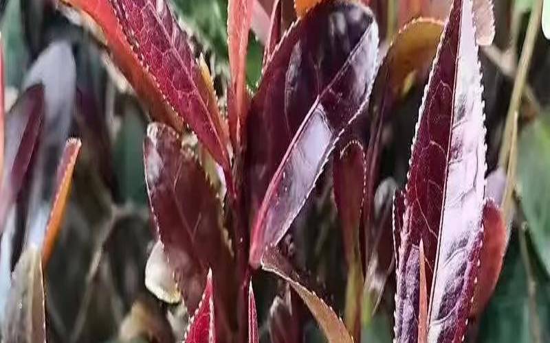 紫鹃茶属于什么品种,紫鹃茶保质期多久 紫鹃茶属于什么品种,紫鹃茶保质期多久