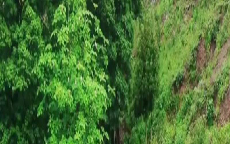 芙蓉山是什么意思,芙蓉茶属于什么茶 芙蓉山是什么意思,芙蓉茶属于什么茶