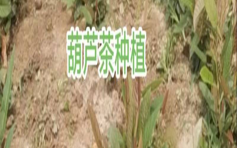 地葫芦根是什么药,葫芦茶什么人不能喝 地葫芦根是什么药,葫芦茶什么人不能喝