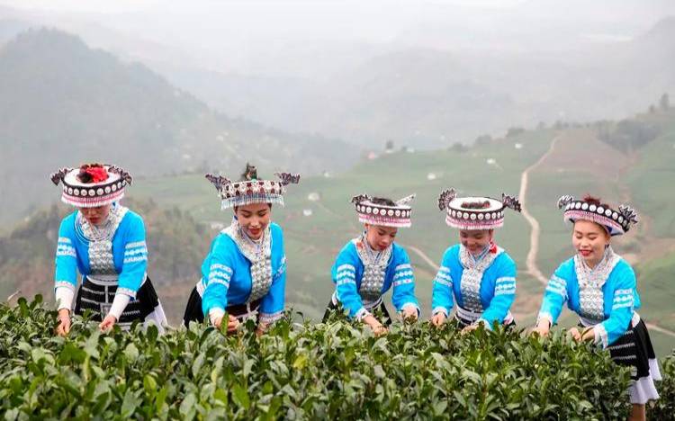 贵定县云雾茶的茶文化,云南高山云雾茶 贵定县云雾茶的茶文化,云南高山云雾茶