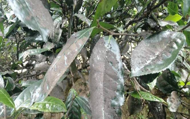 秋季茶园病虫害,茶叶常见病虫害图片与防治 秋季茶园病虫害,茶叶常见病虫害图片与防治