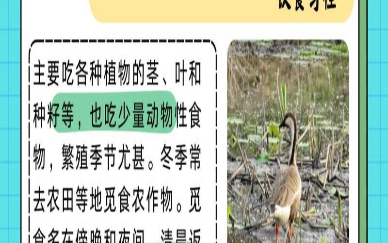 鸿雁指什么，鸿雁指什么动物