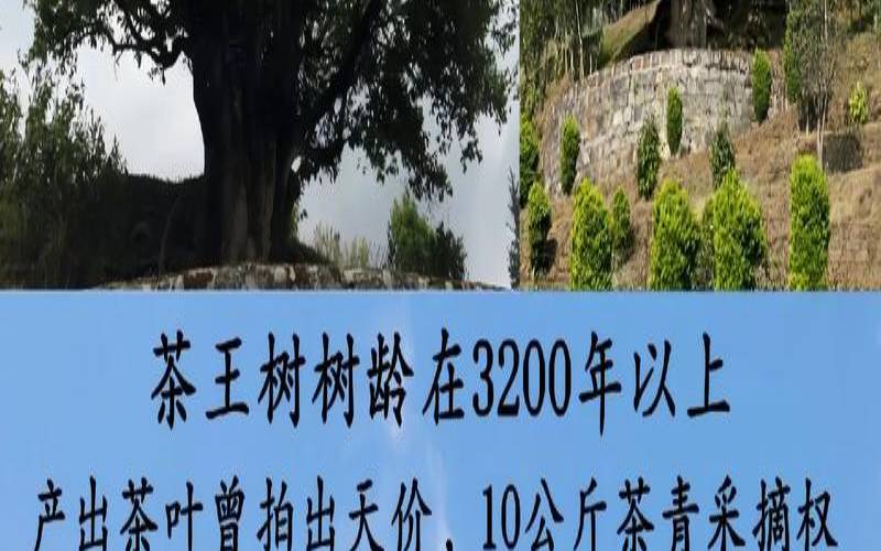 云南是世界茶树的发源地,最古老的茶树 云南是世界茶树的发源地,最古老的茶树