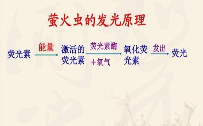 萤火虫为什么会发光,萤火虫发光的原理