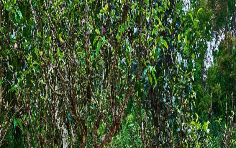 普洱茶打药吗(普洱古树茶打药吗)，普洱茶树打农药吗