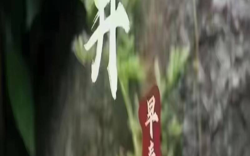 天福茗茶龙井茶分级,天福茗茶哪款茶叶最有名
