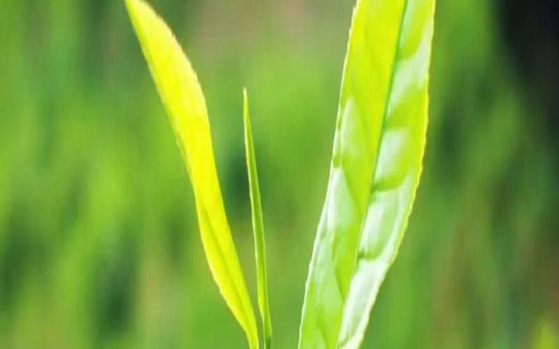 无公害茶叶的生产技术,茶叶杀虫用什么农药