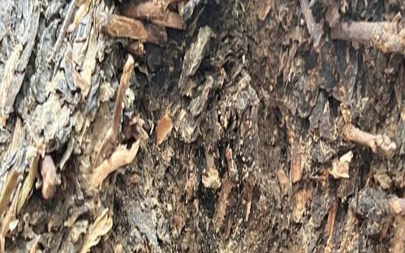 茶叶有白色的虫子怎么办,茶叶招虫子吗