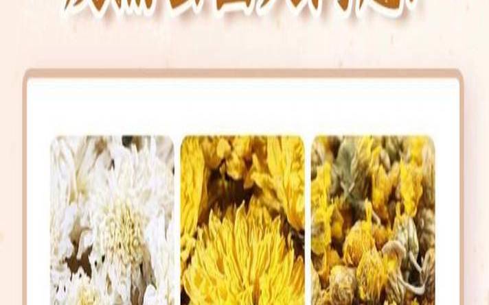 喝菊花茶的禁忌，喝菊花茶水禁忌